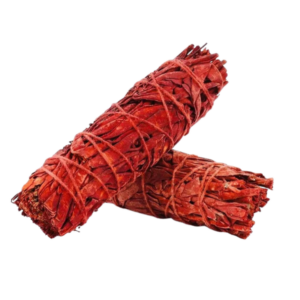 Sauge Sang de dragon - 10cm